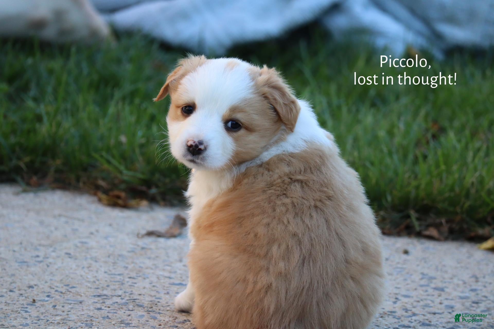 Miniature Australian Shepherd dogs for sale: Piccolo - Ad 1