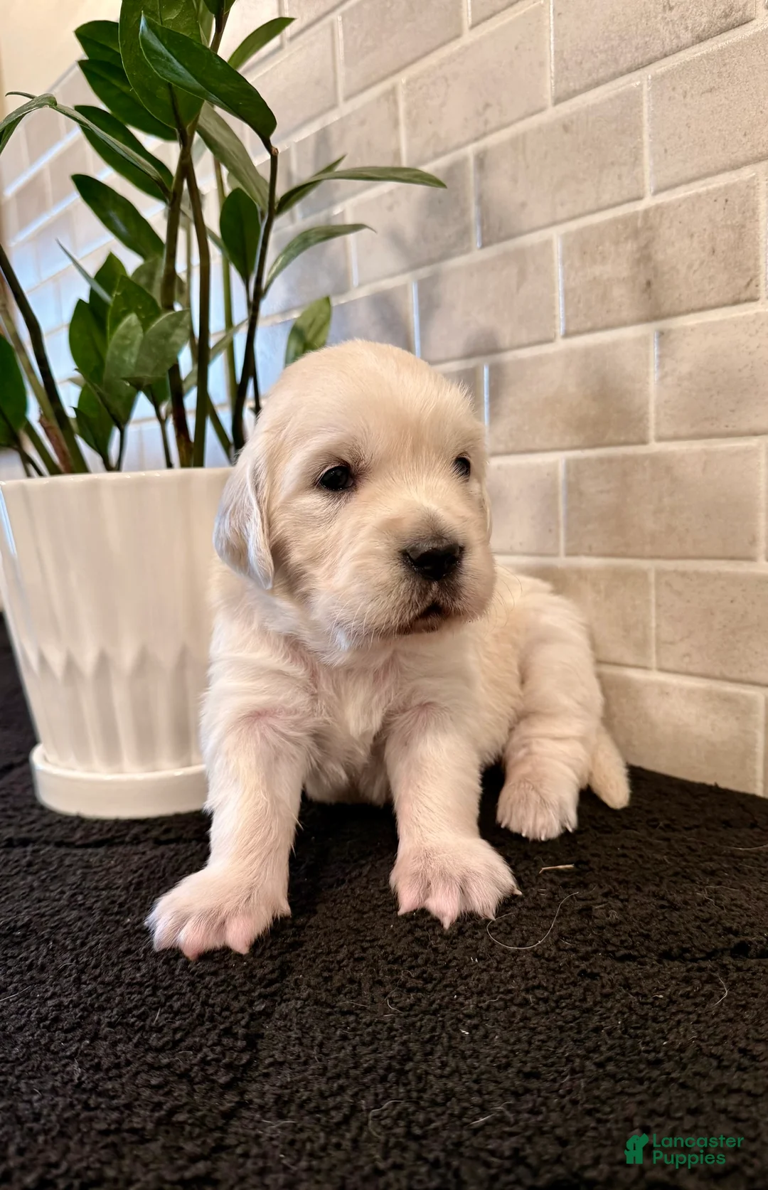 Golden Retriever dogs for sale: Hazel - Ad 2