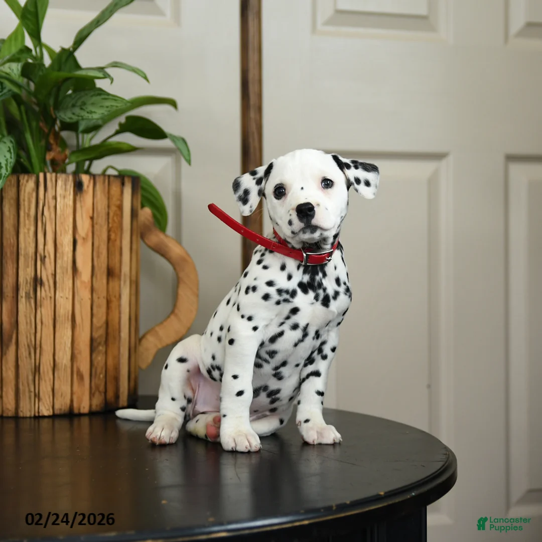 Dalmatian dogs for sale: Kenzie - Ad 3