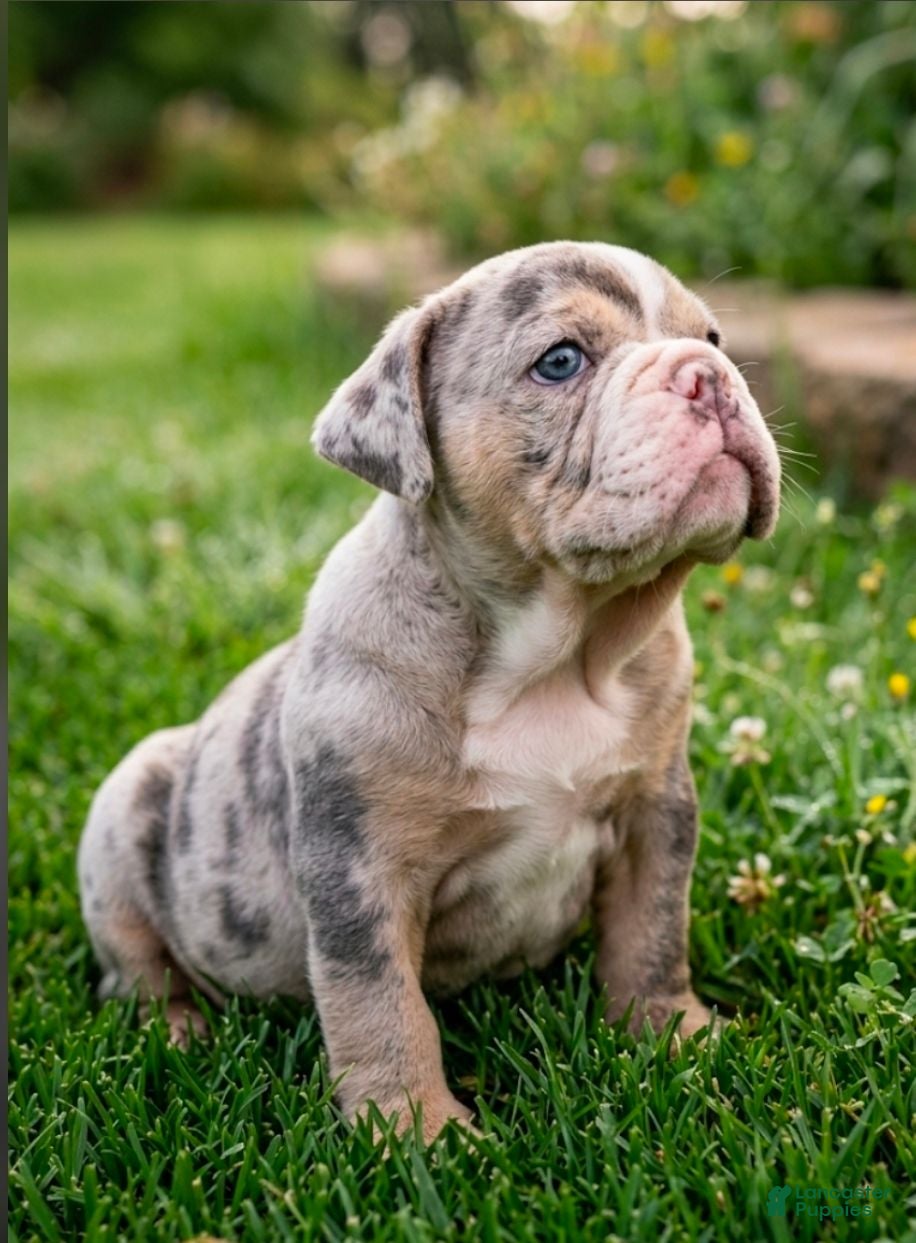 Olde English Bulldogge dogs Baby Girl - Ad 2