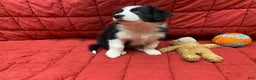 Border Collie dogs for sale: Orka - Ad 3