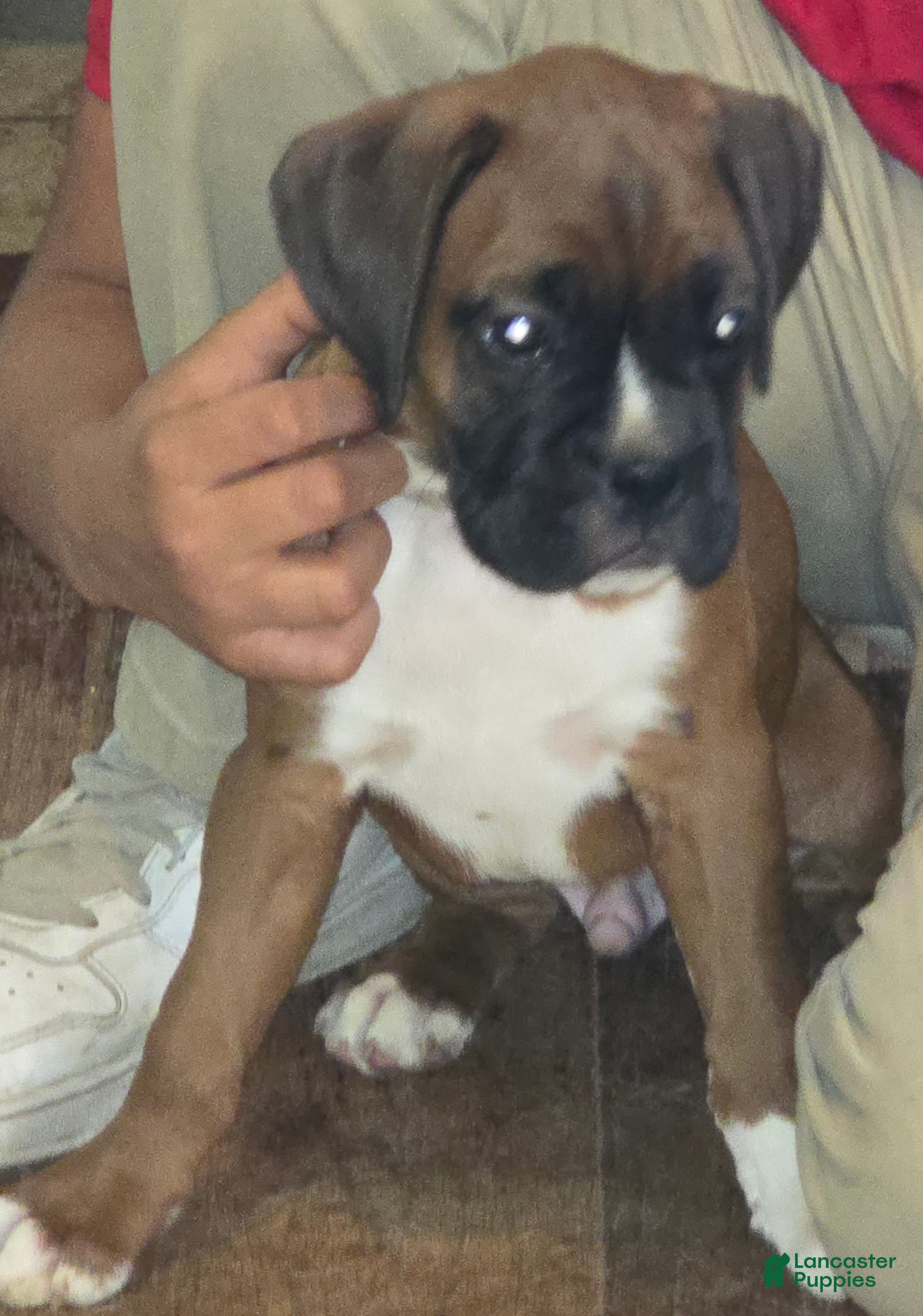 Boxer dogs Marvin - Ad 1
