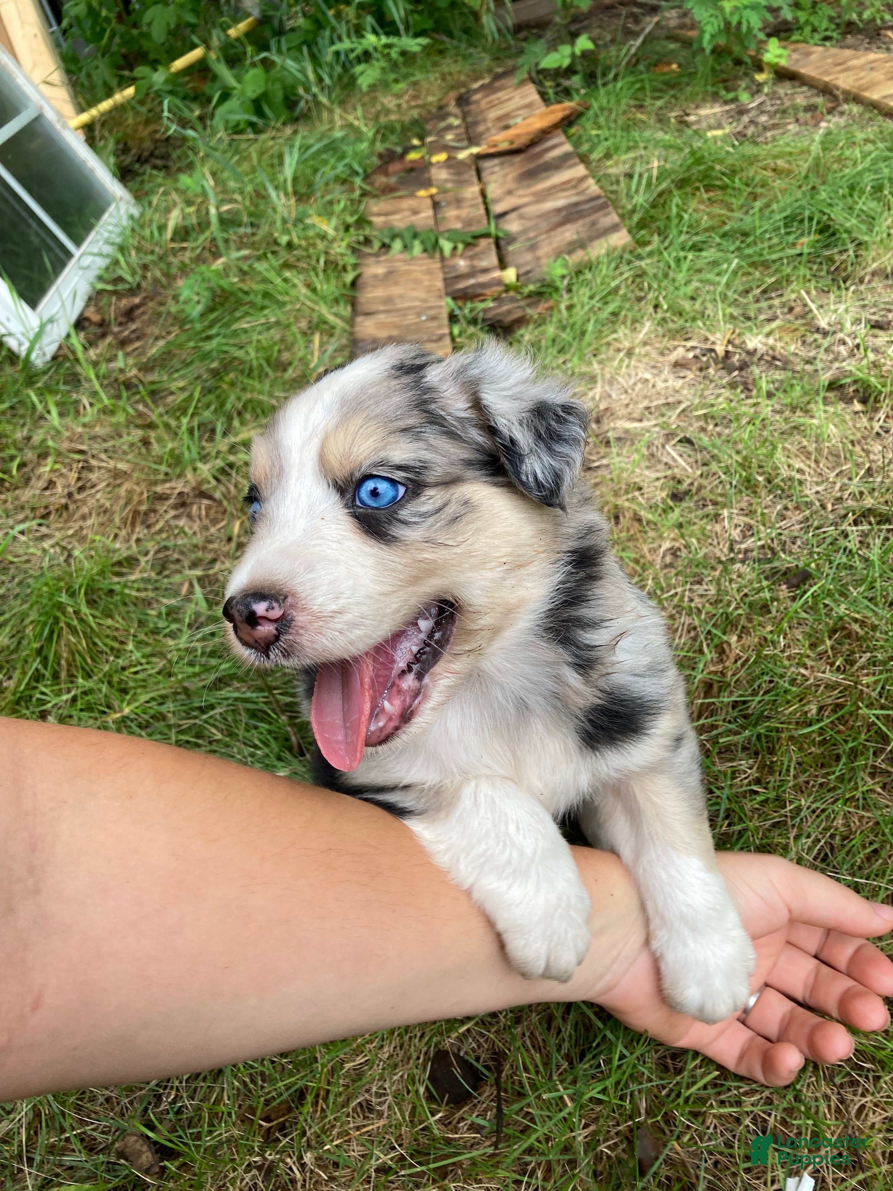 Australian Shepherd dogs Jasper  - Ad 27