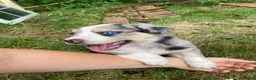 Australian Shepherd dogs for sale: Jasper  - Ad 1