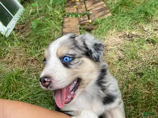 Australian Shepherd dogs Jasper - Ad 27