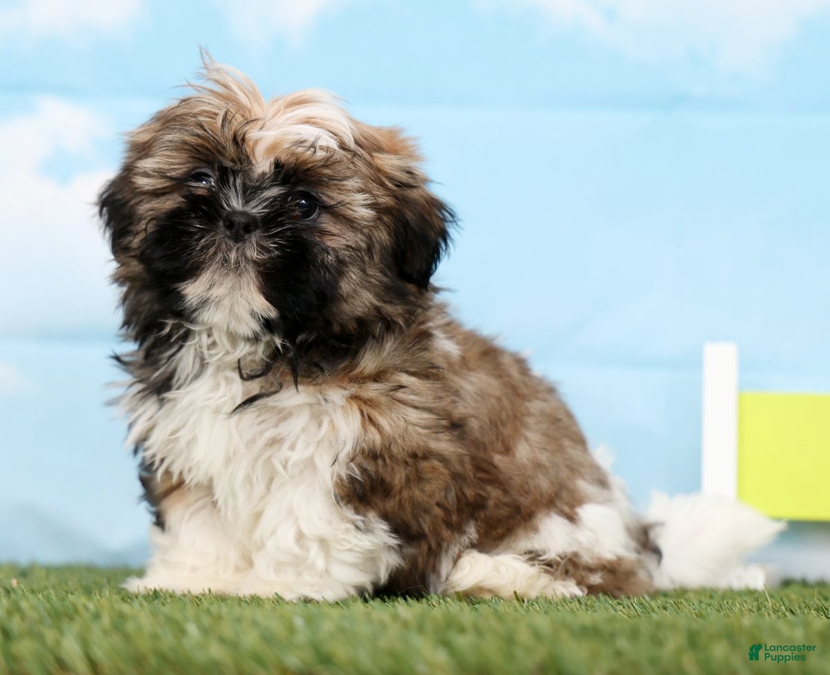 Shih Tzu dogs Sage - Ad 1