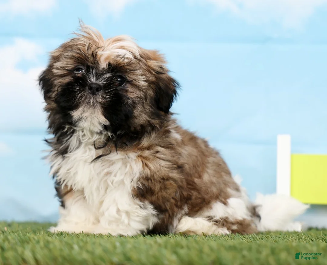 Shih Tzu dogs for sale: Sage - Ad 1