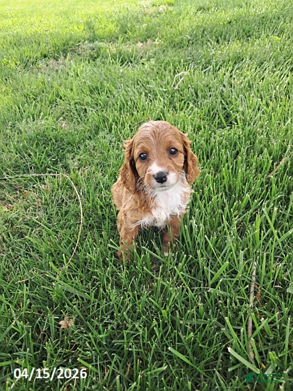 Cavapoo dogs Kim  - Ad 1