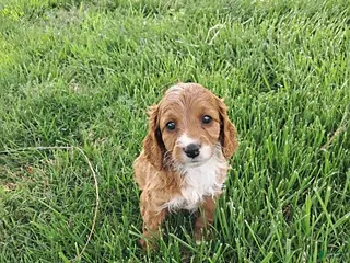 Cavapoo dogs for sale: Kim - Ad 4