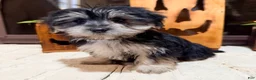 Morkie dogs for sale: Bridgette  - Ad 4