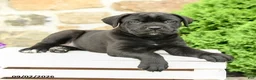 Cane Corso dogs for sale: Cleo - Ad 4