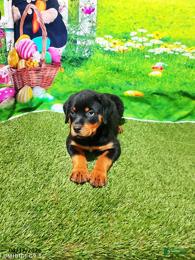 Rottweiler dogs Pebbles - Ad 2