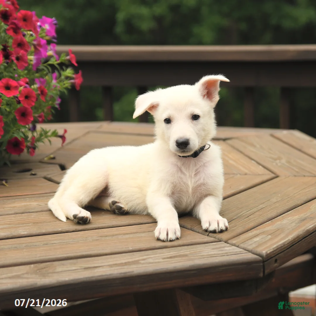 German Shepherd dogs for sale: Mia  - Ad 3