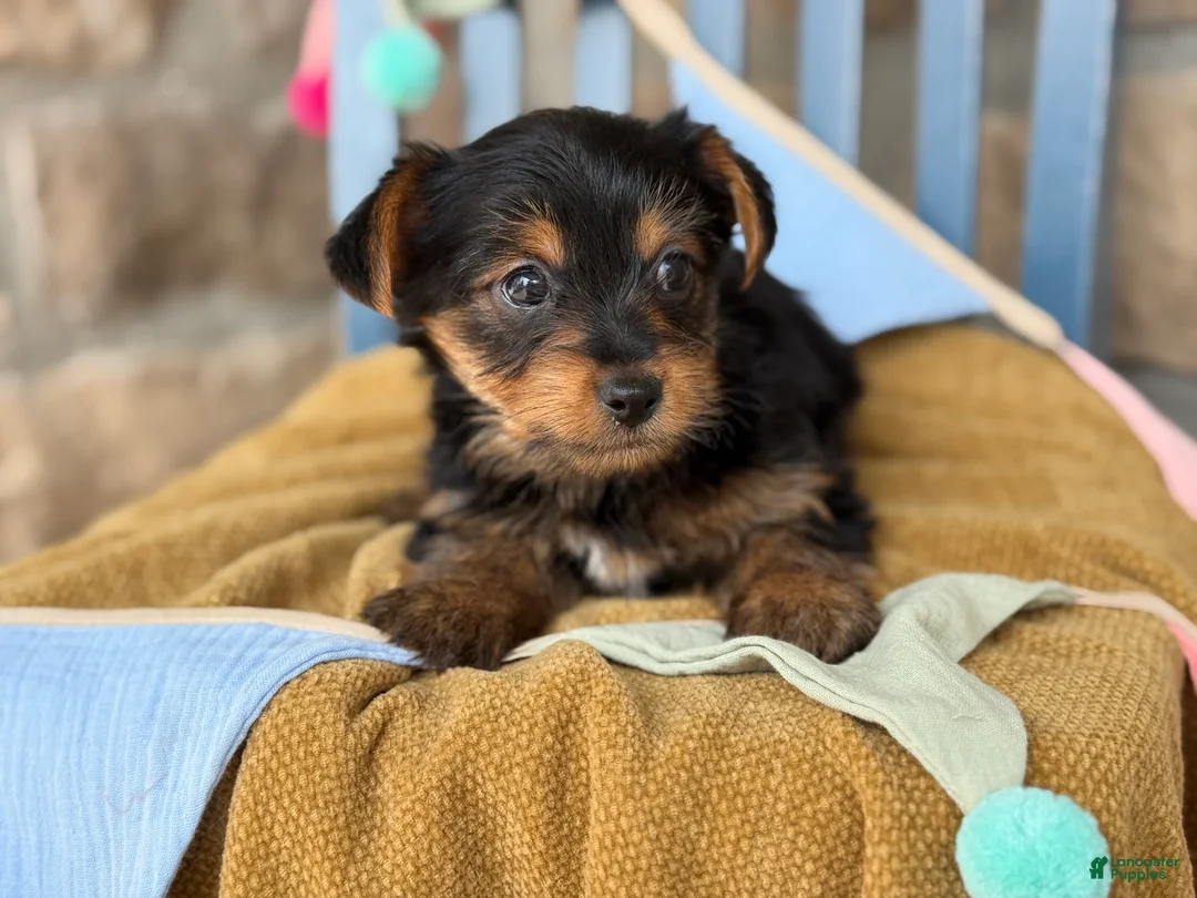 Yorkshire Terrier dogs for sale: Pip - Ad 2