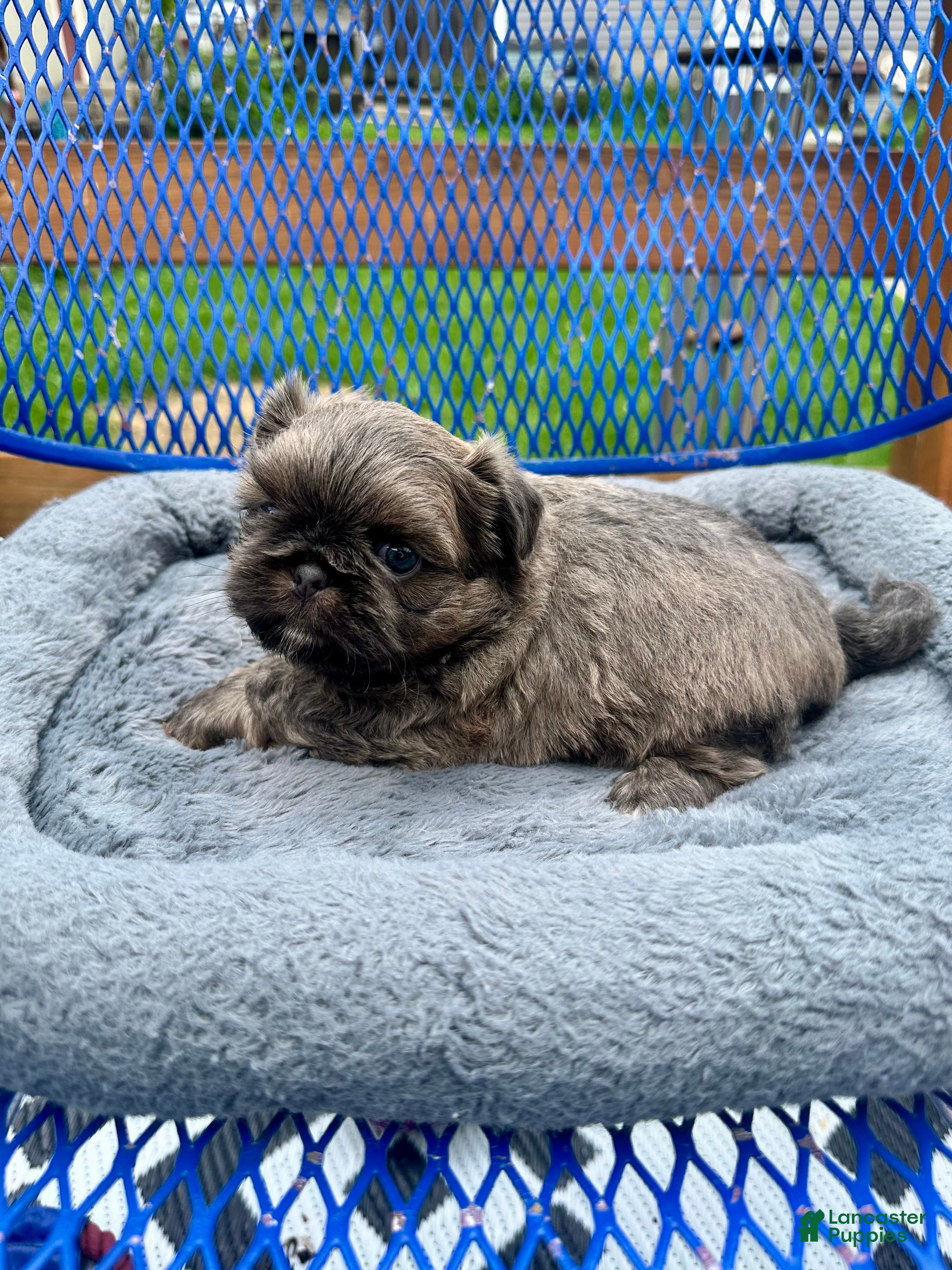 Shih Tzu dogs for sale: Shih Tzu Puppy 2 - Ad 12