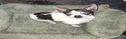 Chihuahua dogs for sale: Cooper - Ad 3