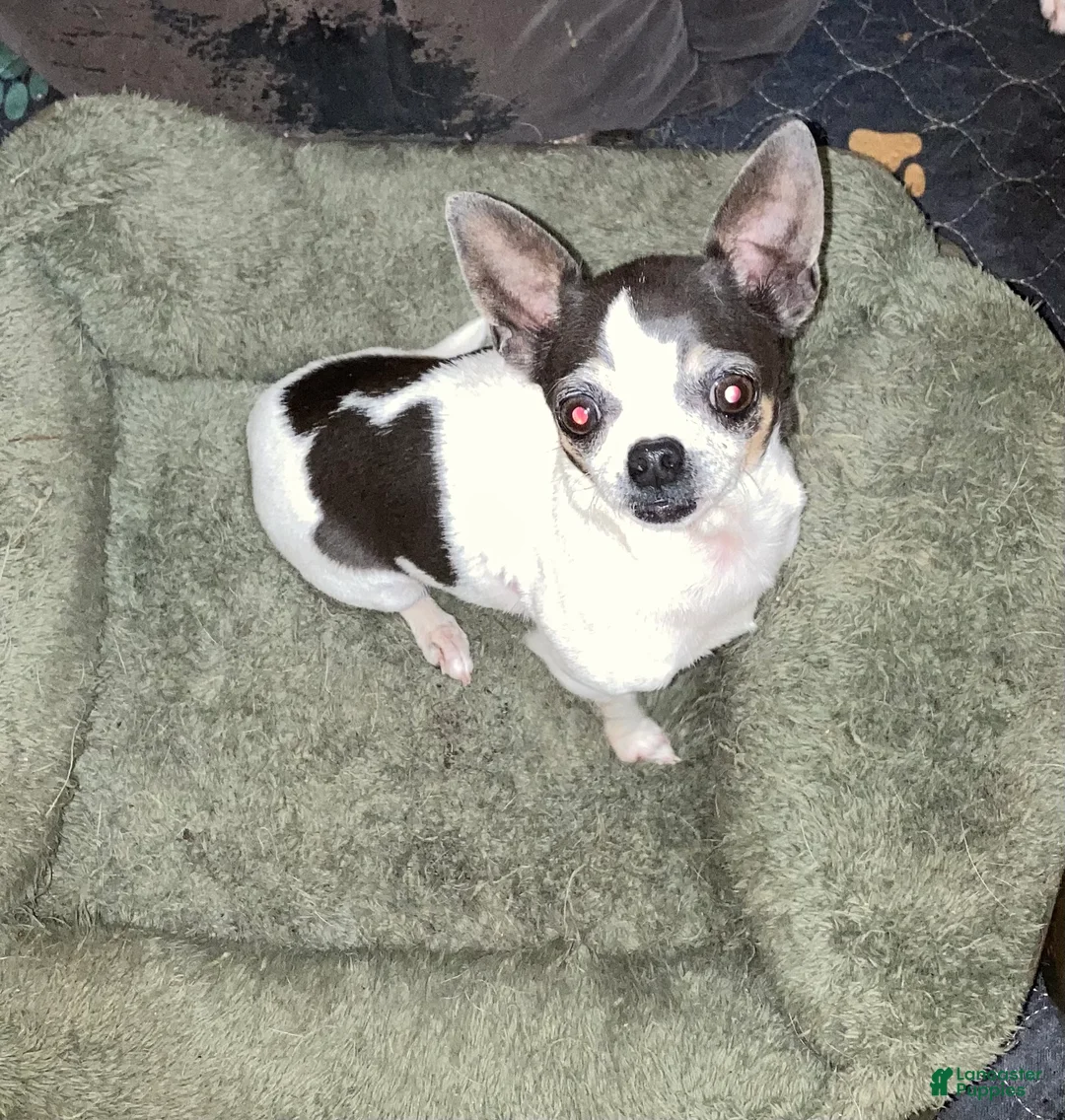 Chihuahua dogs for sale: Cooper - Ad 3