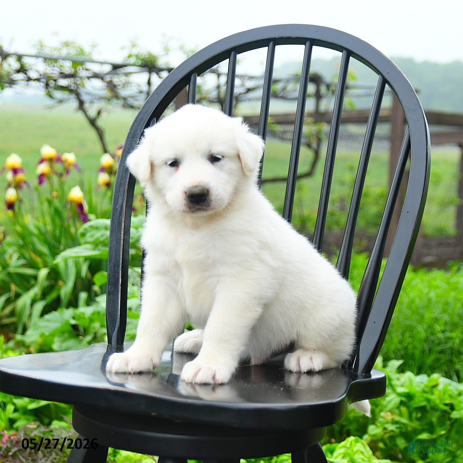 Great Pyrenees dogs Pierre - Ad 1