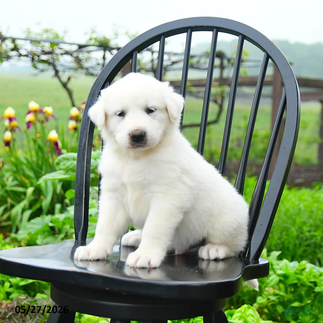 Great Pyrenees dogs for sale: Pierre - Ad 1