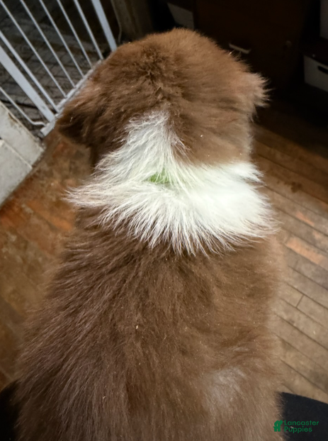 Australian Shepherd dogs Lime - Ad 2