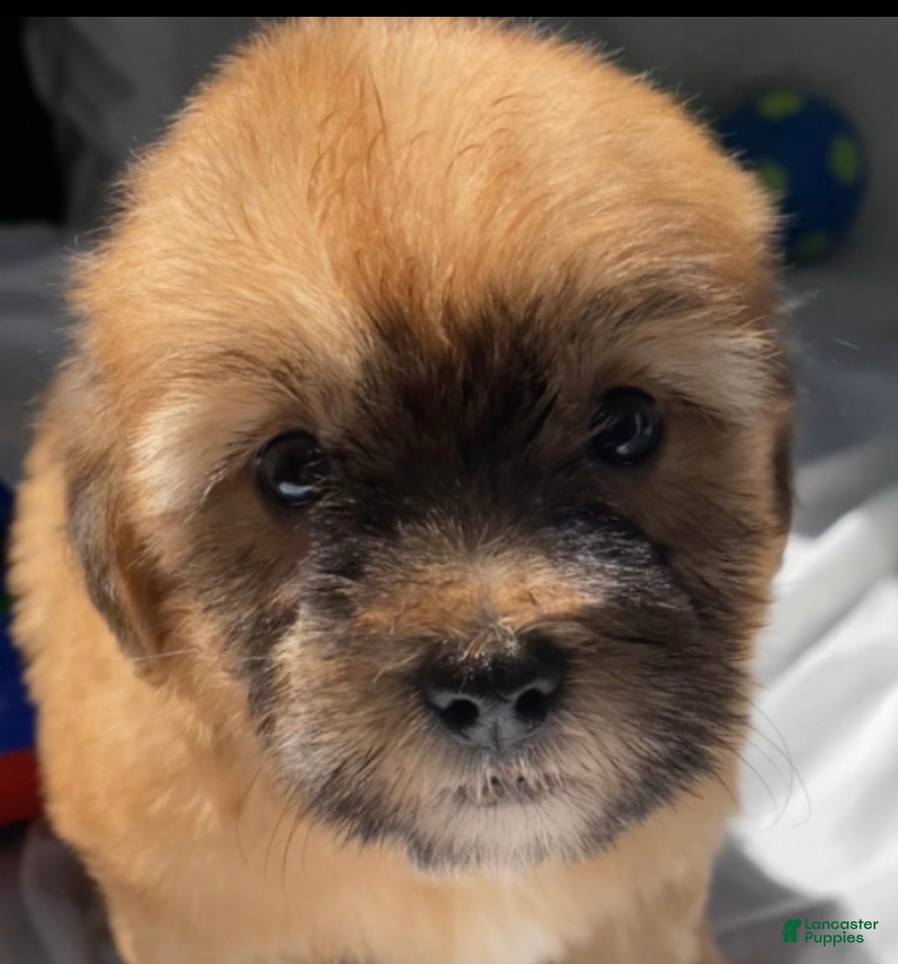 Maltipoo dogs for sale: Duke - Ad 39