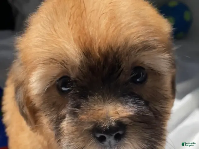 Maltipoo dogs for sale: Duke - Ad 39