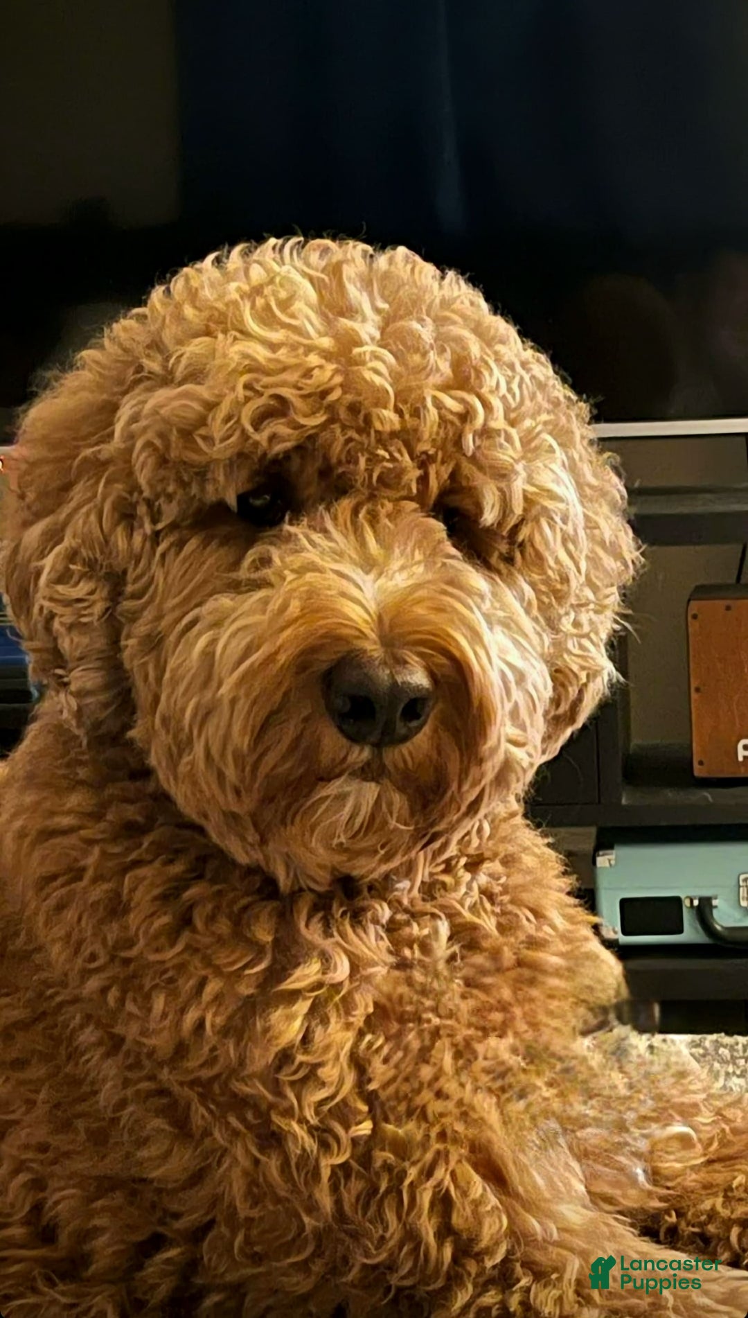 Gallery Image {{count}}