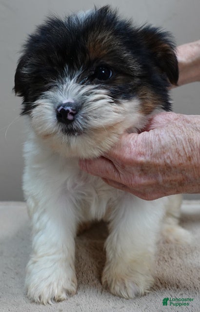 Yorkshire Terrier dogs Yorkshire Terrier Puppy 1 - Ad 2