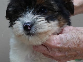 Yorkshire Terrier dogs Yorkshire Terrier Puppy 1 - Ad 3