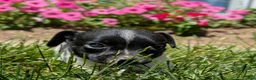 Jack Russell Terrier dogs for sale: Queen - Ad 1
