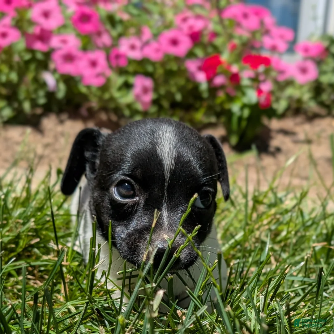 Jack Russell Terrier dogs for sale: Queen - Ad 1