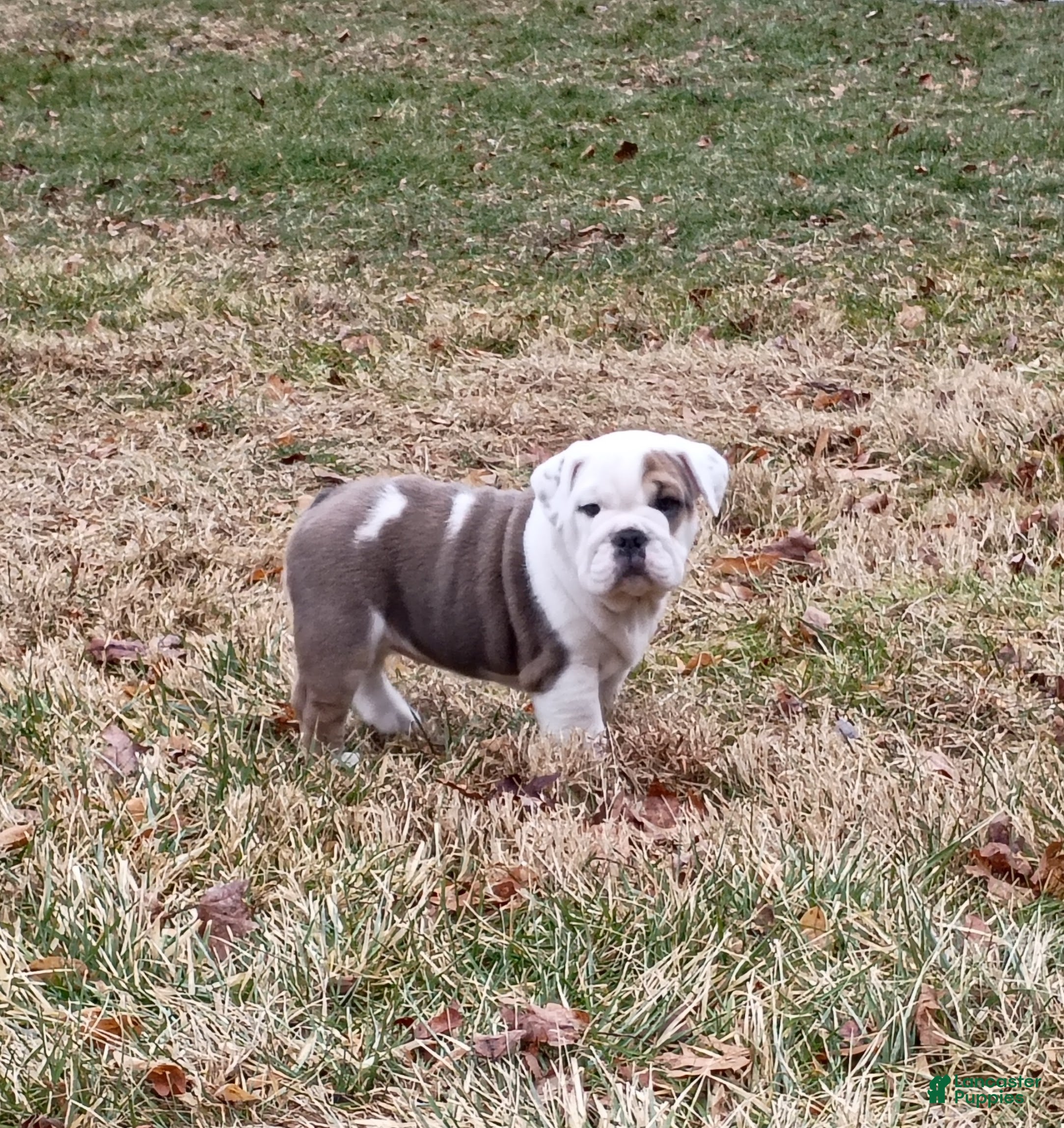 Mixed Breed dogs Sky - Ad 17