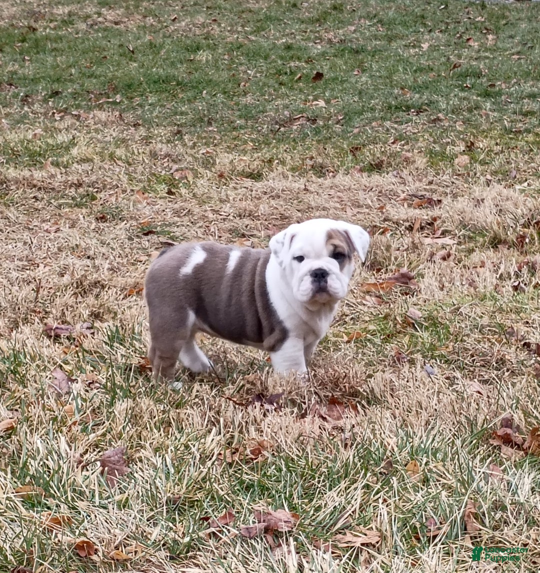 Mixed Breed dogs for sale: Sky - Ad 2