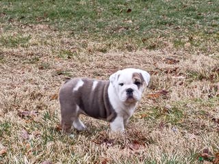 Mixed Breed dogs Sky - Ad 17