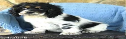 Cocker Spaniel dogs for sale: Mitch - Ad 3