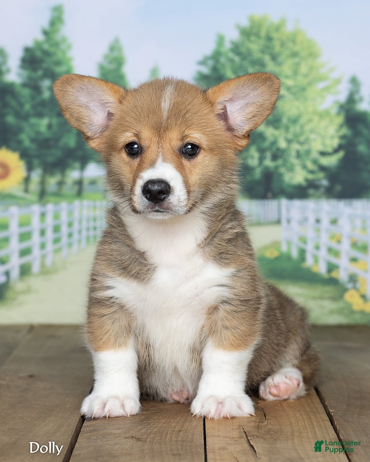 Welsh Corgi Pembroke dogs Dolly - Ad 2