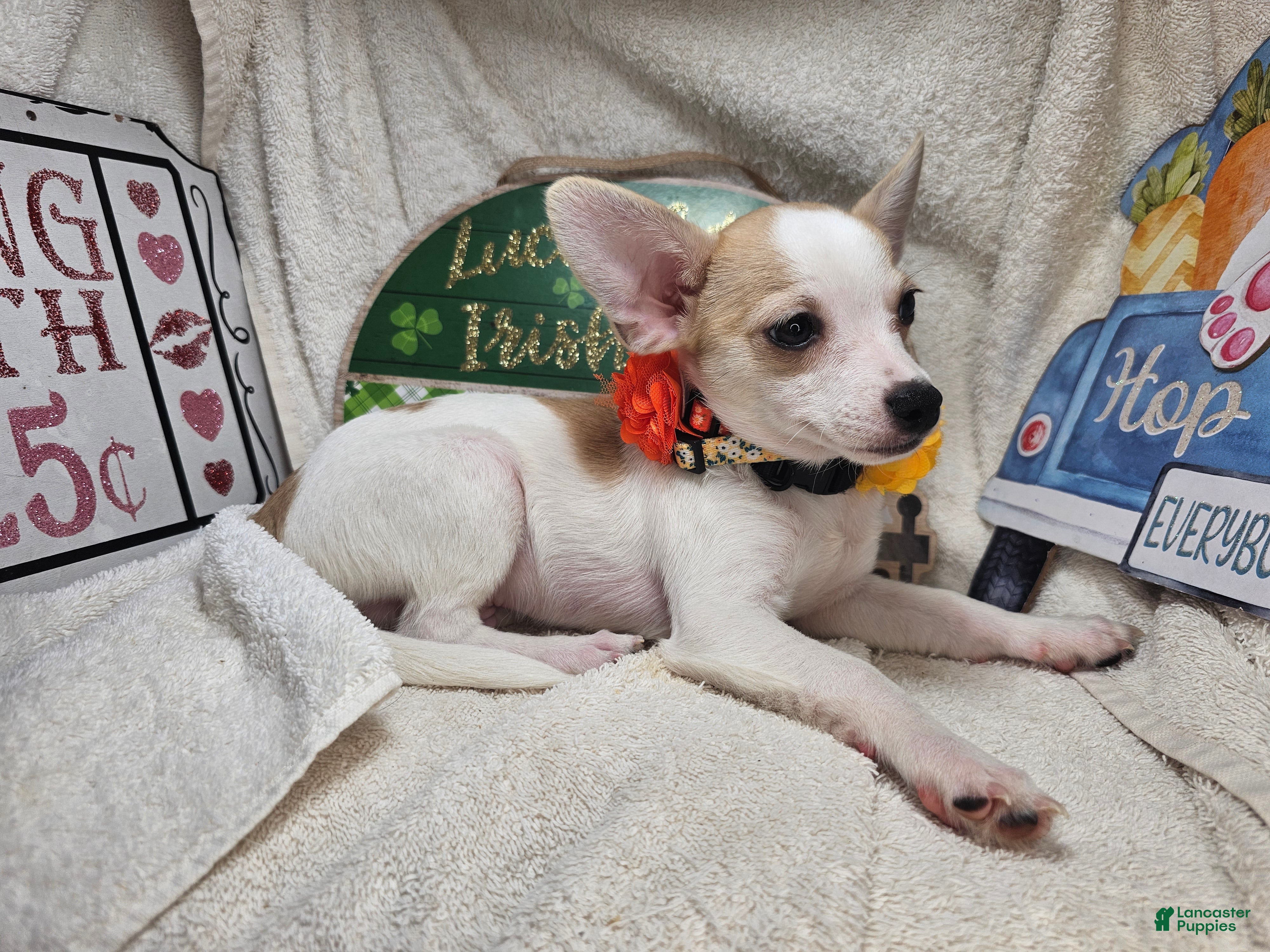 Chihuahua dogs Court Jester - Ad 17