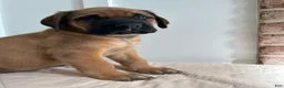 English Mastiff dogs for sale: Snake Eater  - Ad 4