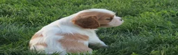Cavalier King Charles Spaniel dogs for sale: Latte - Ad 11