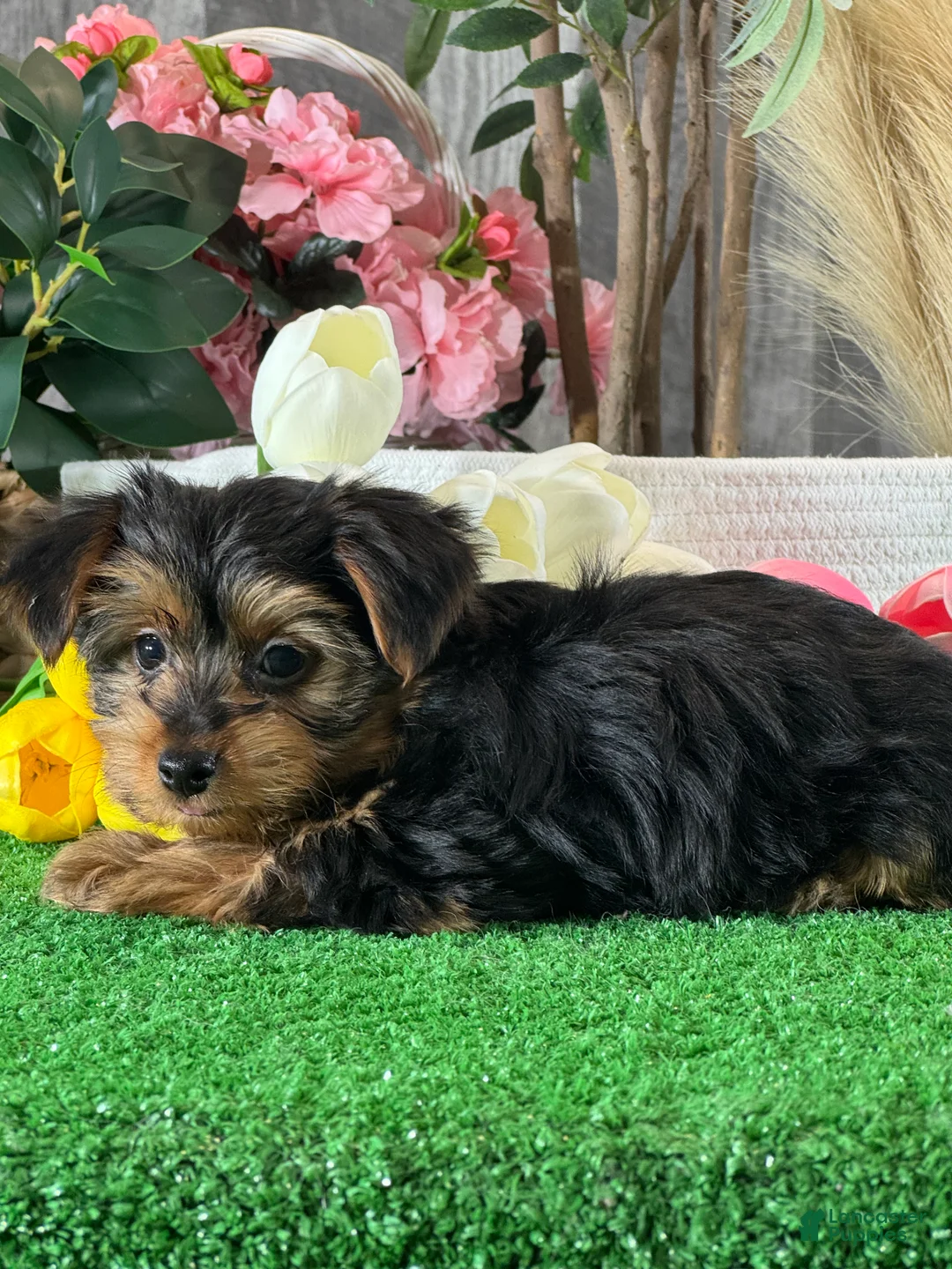 Yorkshire Terrier dogs for sale: Yimmy 🥎 - Ad 2