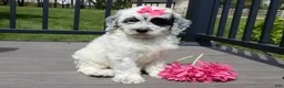 Sheepadoodle dogs for sale: Brooke-MEDIUM - Ad 2