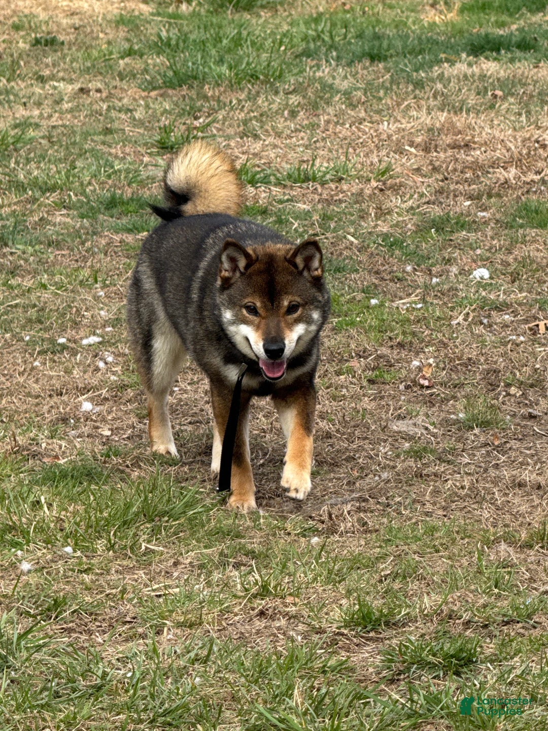 Shiba Inu dogs for sale: Shiba Inu Puppy 2 - Ad 9