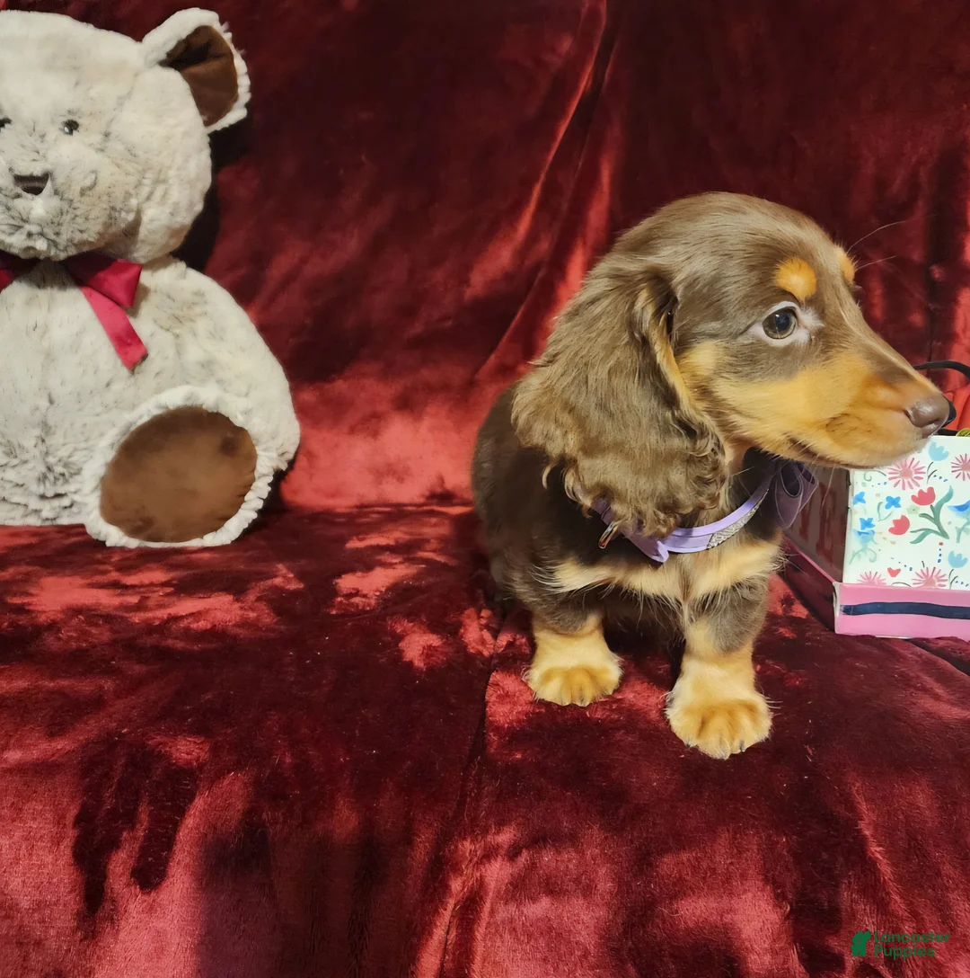 Miniature Dachshund dogs for sale: *KOKO* - Ad 2