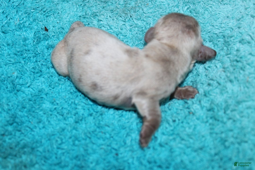 Miniature Dachshund dogs for sale: Minnie Mini - Ad 13