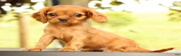 Cavalier King Charles Spaniel dogs for sale: Violet - Ad 8