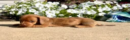 Dachshund dogs for sale: Bella❤️ACA Registered🐾 - Ad 3