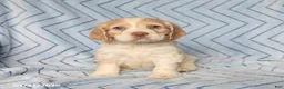 English Cocker Spaniel dogs for sale: Cooper - Ad 3