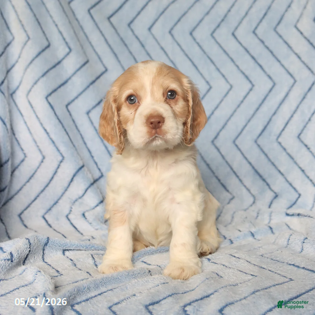 English Cocker Spaniel dogs for sale: Cooper - Ad 3
