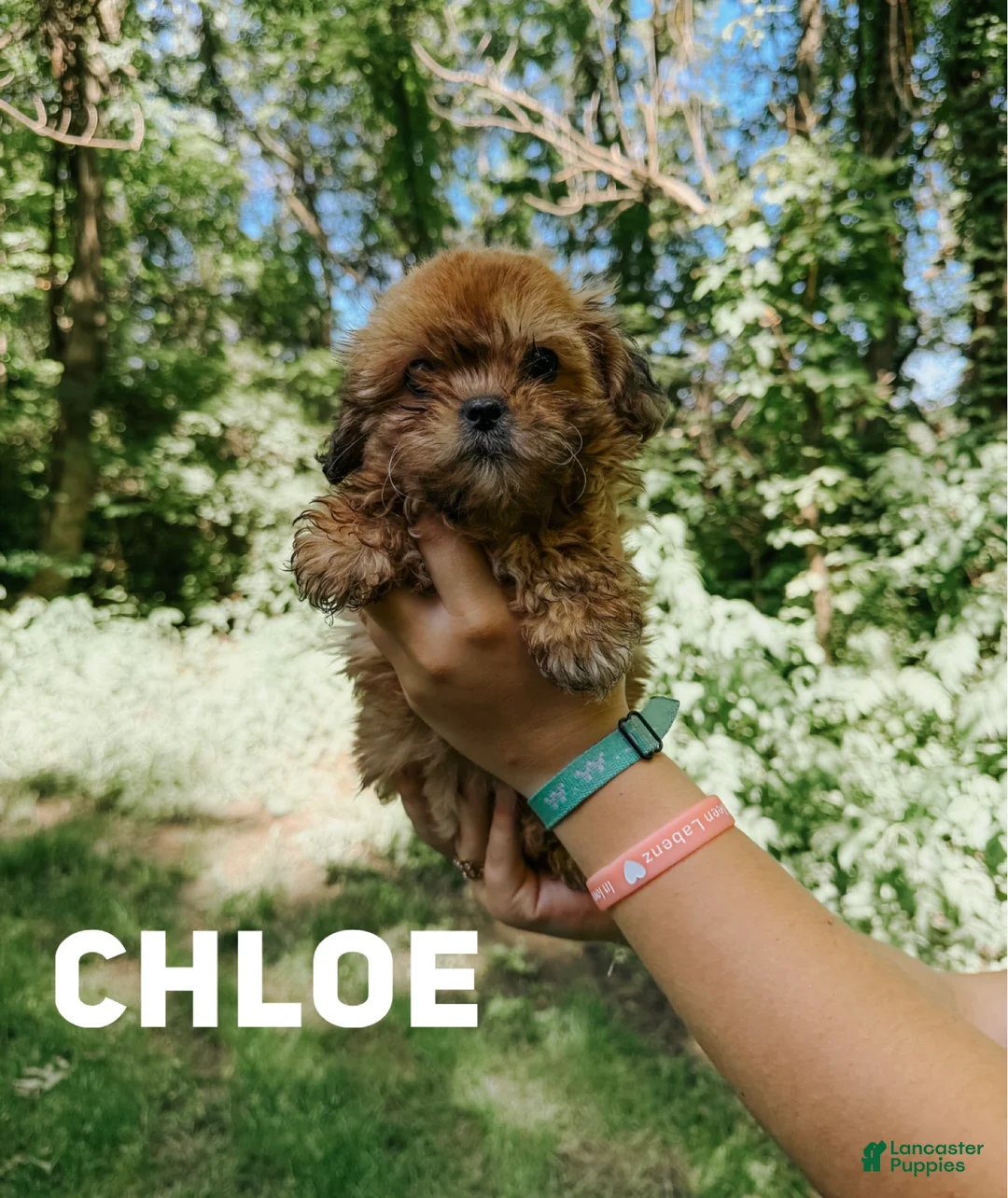 Shihpoo dogs for sale: Chloe - Ad 2