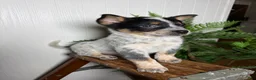 Australian Cattle Dog dogs for sale: Australian Cattle Dog Puppy 4 - Ad 7